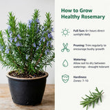Rosemary Live Plant, Outdoor Garden Herb Plant, 4-7 Inch Tall, 4 Inch Pot