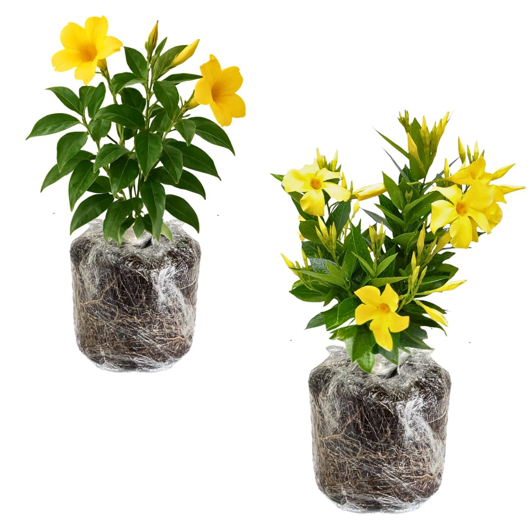 2 Yellow Live Mandevilla Plants, Patio Container Plant, 4-6 Inch Tall
