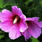 Purple Live Hibiscus Plant, Home Garden Plant, 4-6 Inch Tall