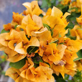 2 Bougainvillea Plants Live, Garden Flower Vine, 4-7 Inch Tall
