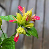 2 Fruit Shrimp Plants Live, Ready to Grow Plant, 4-6 Inch Tall