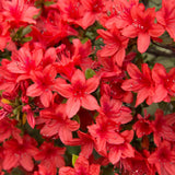 Red Azalea Plant Live in Pot - 6-10 Inch Tall Azalea Shrub