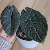 Grey Green Alocasia Live Plant, Rare Tropical Plant, 2-4 Inch Tall