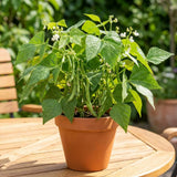 Green Bean Live Plant, Bean Bush Starter Plants, 4-6 Inch Tall, 4 Inch Pot