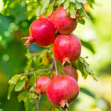 Pomegranate Tree Live Plant, Fruit Tree, 8-10 Inch Tall, 4 Inch Pot