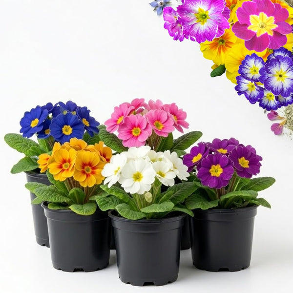 2 Random Primrose Live Plants, Perennial Flower Plant, 3-5 Inch Tall