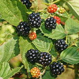 2 Navaho BlackBerry Live Plants, Berry Plant, 4-7 Inch Tall