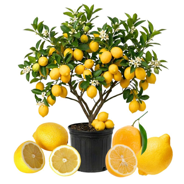 Meyer Lemon Tree Live Plant, Citrus Fruit Plant, 2 Ft Tall, 1 Gallon Pot
