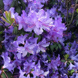Purple Azalea Plant Live in Pot - 6-10 Inch Tall Azalea Shrub