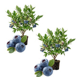2 Biloxi Blueberry Bush Plant Live, Fruit Tree Seedling, 4-6 Inch Tall