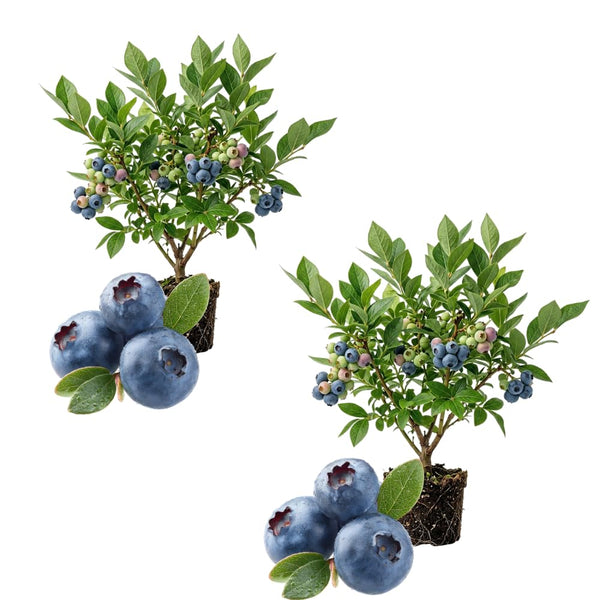 2 Biloxi Blueberry Bush Plant Live, Fruit Tree Seedling, 4-6 Inch Tall
