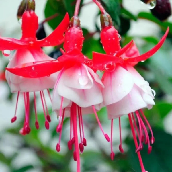 Fuchsia Live Plant, Patio Basket Flower, 4-8 Inch Tall, 5 Inch Pot