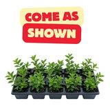 2 Lipstick Plants Live, Trailing Houseplant, 2 Inch Pot