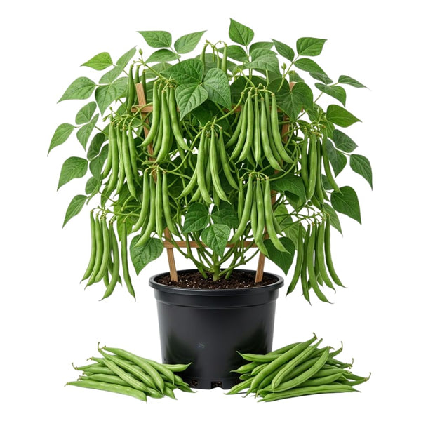 Green Bean Live Plant, Bean Bush Starter Plants, 4-6 Inch Tall, 4 Inch Pot