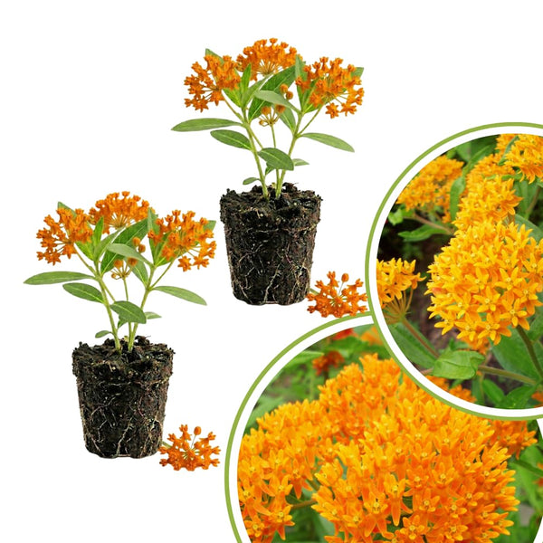 2 Orange Milkweed Live Plants, Asclepias Tuberosa, 4-6 Inch Tall