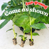 3 Dwarf Cavendish Banana Trees Plants Live, Live Tree, 3-5 Inch Tall