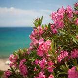 2 Pink Oleander Live Plants, Landscape Flower Bush, 4-6 Inch Tall