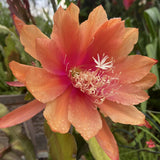 Orange Orchid Cactus Live Plant, Hanging Basket Cactus, 6-8 Inch Tall