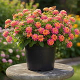 2 Athens Rose Lantana Live Plants, Lantana Flower Plant, 4-7 Inch Tall