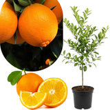Navel Orange Tree Plant Live, Hardy Garden Plant, 1-2 Ft Tall, 1 Gallon Pot