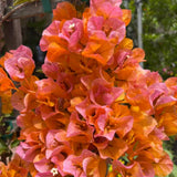 2 Orange Bougainvillea Live Plants, Patio Container Plant, 5-7 Inch Tall