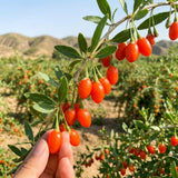 Red Goji Berry Plant Live, Goji Berry Bush, 4-6 Inch Tall