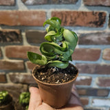Hoya Houseplant Live Plant, Indoor Houseplant, 3 Inch Pot