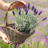 Lavender Provence Plant, Lavender Herb Plant, 4-9 Inch Tall, 3.5 Inch Pot