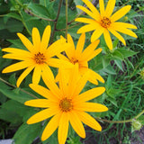 4 Oz Sunchoke Tubers for Planting, Jerusalem Artichoke Roots