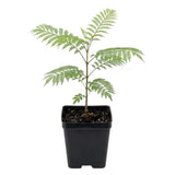 Jacaranda Tree Seedling, Ornamental Tree, 4-6 Inch Tall, 4 Inch Pot
