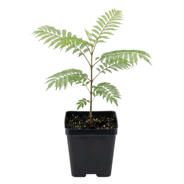 Jacaranda Tree Seedling, Ornamental Tree, 4-6 Inch Tall, 4 Inch Pot