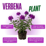 3 Purple Verbena Plants Live 4-7 Inch Tall