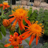 2 Mexican Flame Vine Live Plants, 4–7" Tall