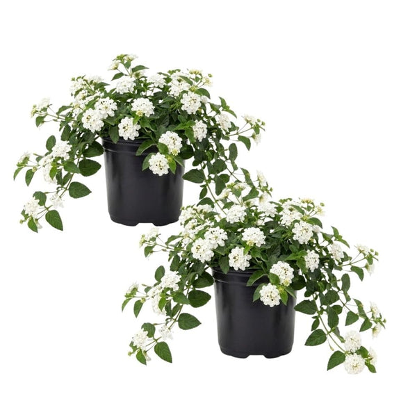 Set 2 White Lantana Live Plant 4-6 Inches Tall