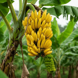 Kokopo Banana Plant Live, Sweet Fruit Banana Tree 4-7 Inch Tall