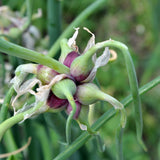 100 Heirloom Egyptian Walking Onion Seeds, Home Garden Plant
