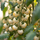 White Cherry Tomato Live Plant 4-7 Inch Tall, 4 Inch Pot