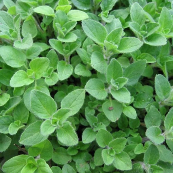 3 Cuban Oregano Herb Live Plants, Garden Herb Plant, 4-6 Inch Tall