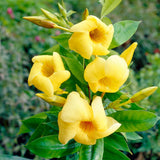 4 Dwarf Allamanda Live Plants, Ornamental Flower Vine, 4-7 Inch Tall