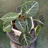 Velvet Alocasia Live Plant, Rare Tropical Plant, 2-4 Inch Tall