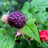 3 Glencoe Thornless Live Raspberry Plants, Ready to Grow Plant, 4-6 Inch Tall