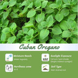 Set 2 Cuban Oregano Live Plant 4 to 5 Inch