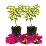 2 Variegated Bougainvillea Live Plants, Flowering Vine, 4-7 Inch Tall