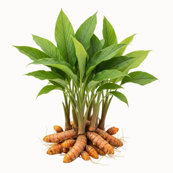 10 Turmeric Roots, Curcuma Turmeric Rhizomes for Planting