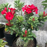 Red Desert Rose Plant Live, Home Garden Plant, 4-6 Inch Tall