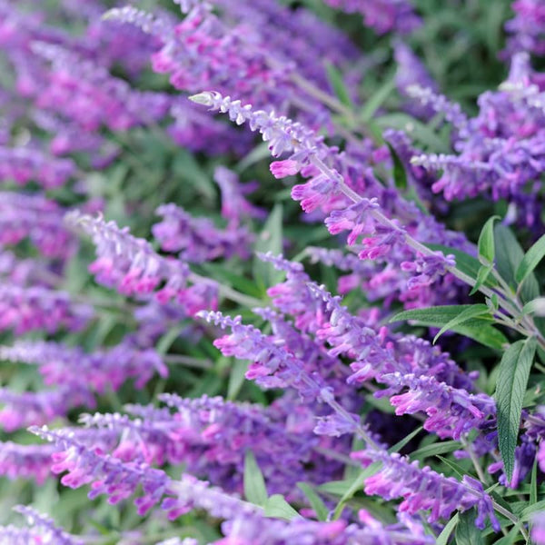 4 Mexican Salvia Sage Live Bushes, Landscape Flower Plant, 4-6 Inch Tall