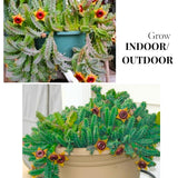 2 Starfish Cactus Succulent Live Plants, Succulent Plant, 2 Inch Pot