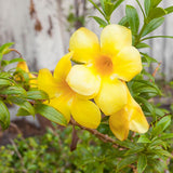 4 Yellow Mandevilla Bushes Live Plants, Tropical Flower Vine, 4-6 Inch Tall