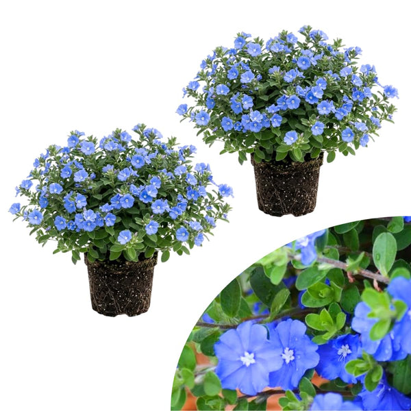 2 Blue Evolvulus Live Plants, Starter Plant, 4-6 Inch Tall