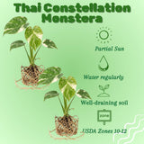 2 Monstera Plants Live, Thai Constellation Monstera Plant, 4-6 Inch Tall